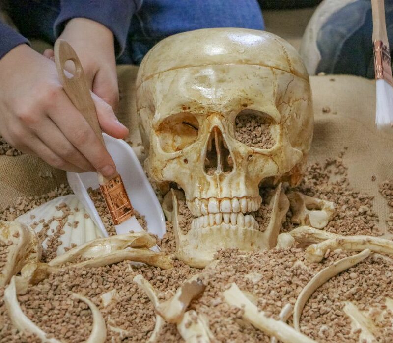 bac de fouille avec pinceau sable et squelette