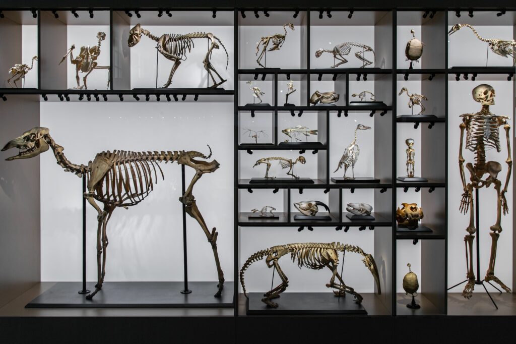 evolution des especes vitrine