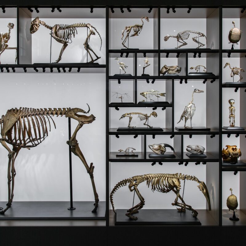 evolution des especes vitrine