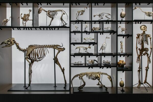evolution des especes vitrine