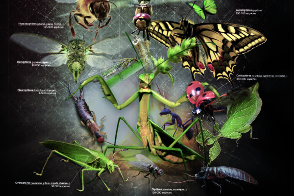 insectes