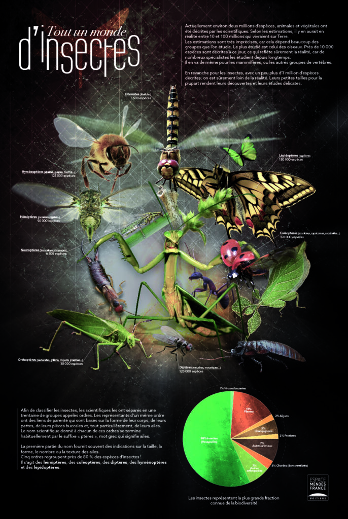 insectes