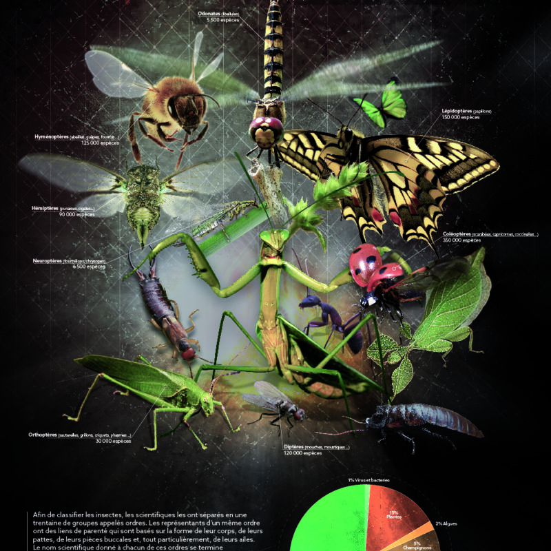 insectes