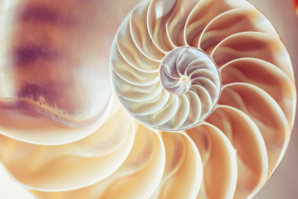 Pearl structure Nautilus symmetry cross section inside pattern Nature background texture