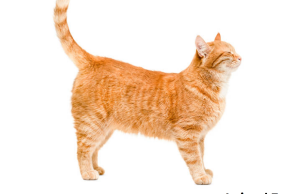 chat IA