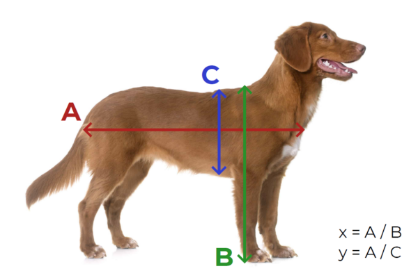 chien IA