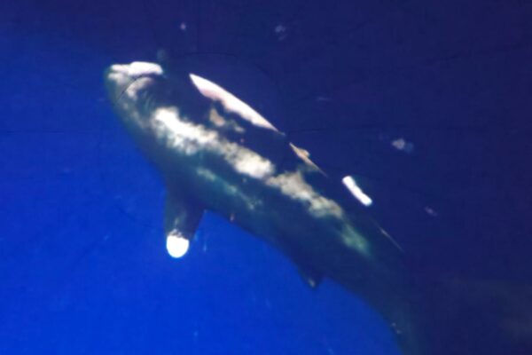 requin
